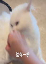 喵喵动漫解读